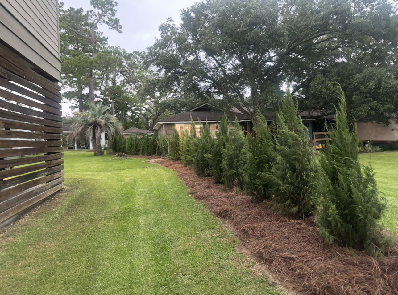 Privacy Tree Screening Orange Beach AL