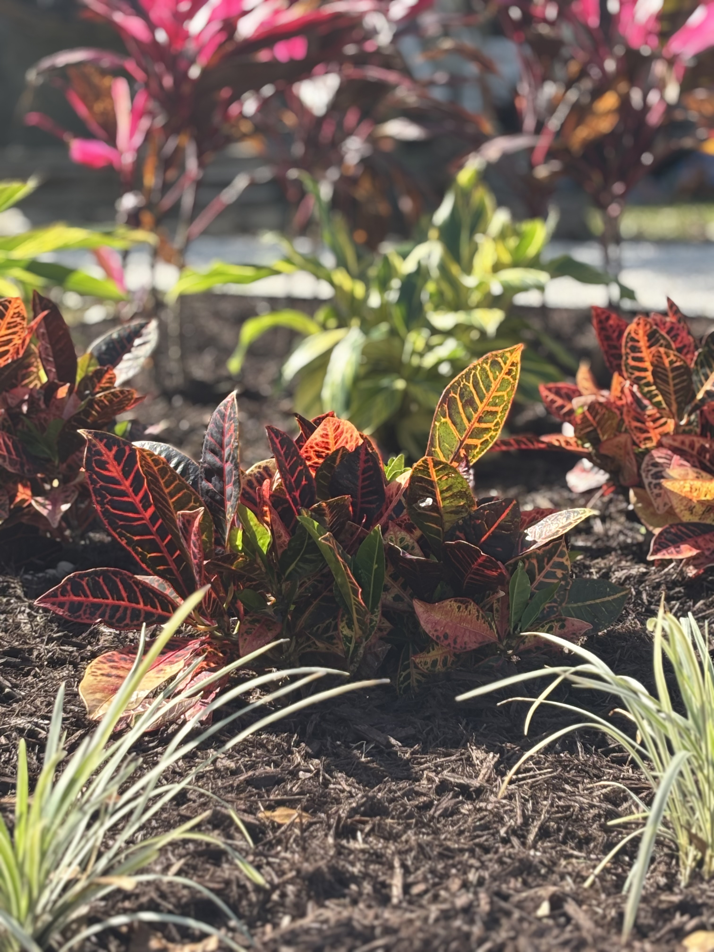 Tropical Landscape Planting Orange Beach AL